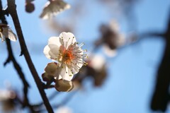 透かし梅
