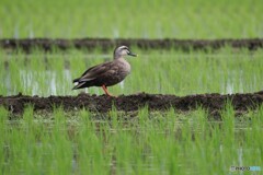 田んぼの管理人