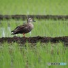 田んぼの管理人