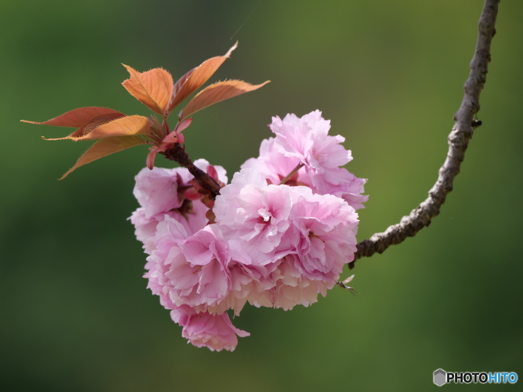 八重桜
