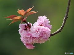 八重桜