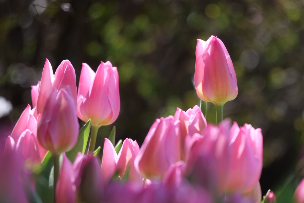 花は　花は　花は咲く 3