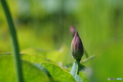 薄暑の候　1/2