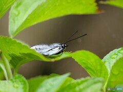 アカボシゴマダラ