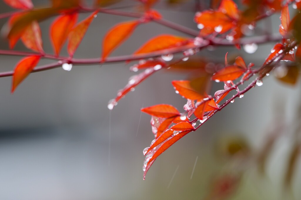 二月の雨