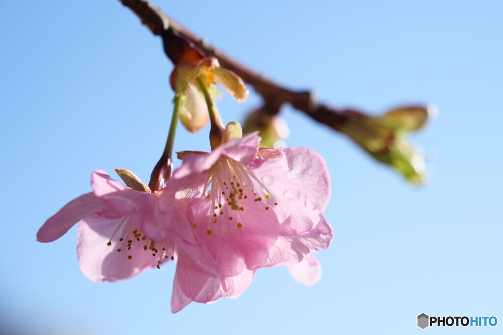 春花秋月