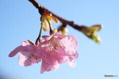 春花秋月