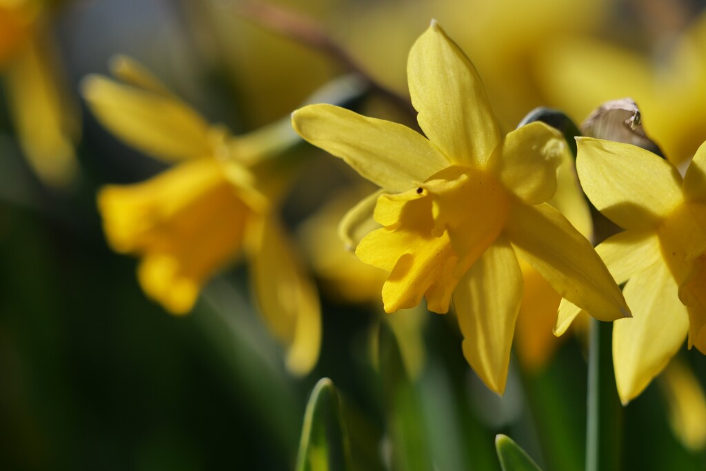 幸せの黄色いハンカチ