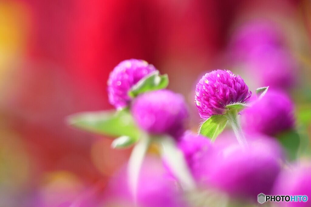 誘う（いざなう）花