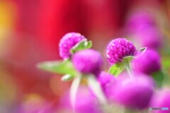 誘う（いざなう）花