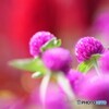 誘う（いざなう）花