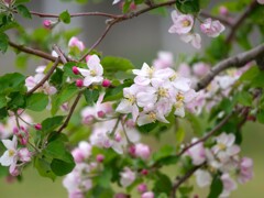 りんごの花