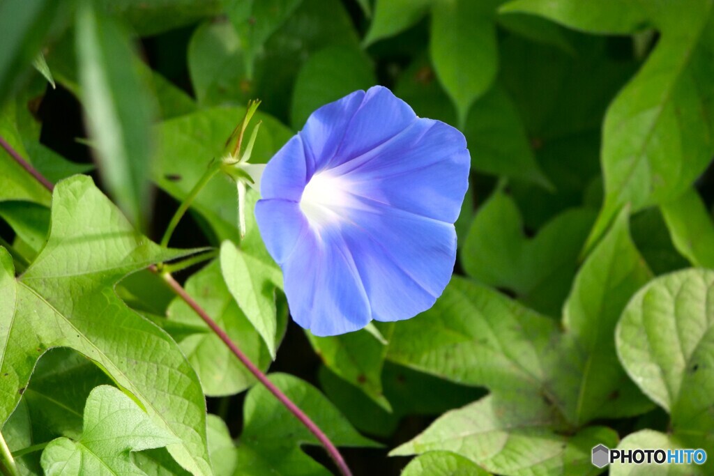 花の命は短くて