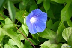 花の命は短くて