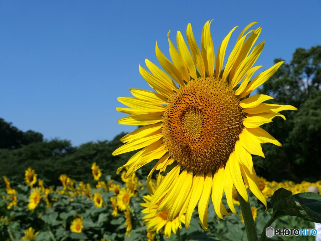 あつい日差し
