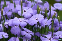 花群れ