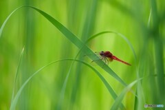 静寂な朝に