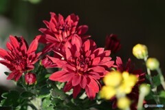 紅い菊