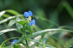 梅雨の頃に咲きたかったな