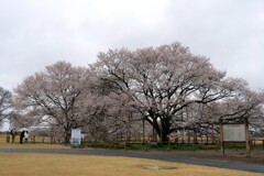 下野淡墨桜