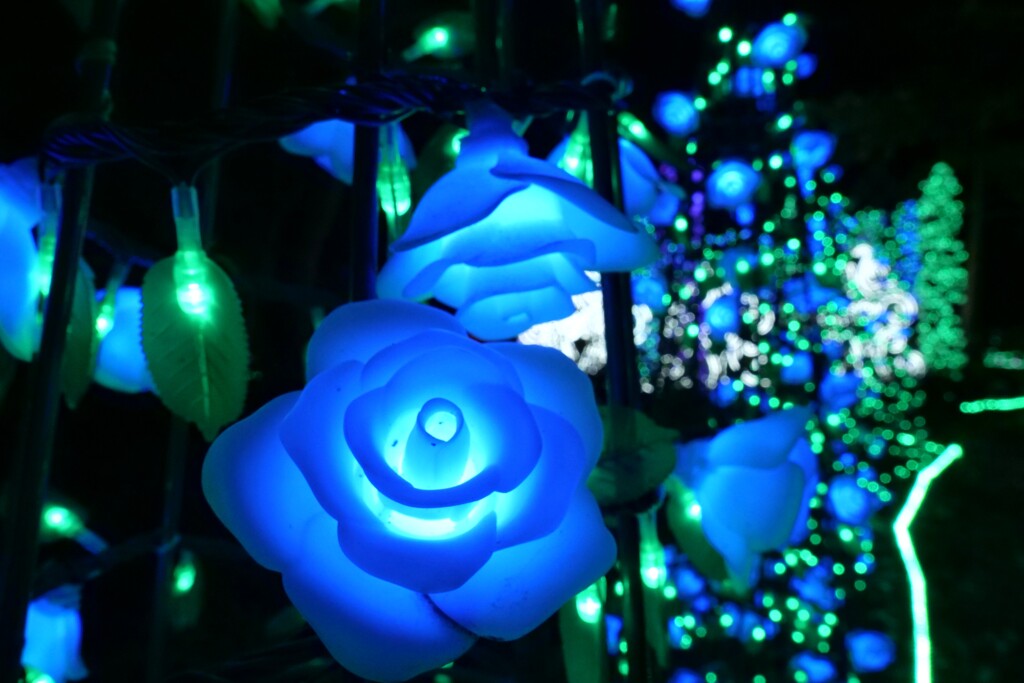 清涼感のある花