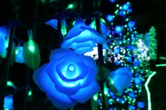 清涼感のある花