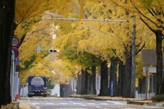 初冬の華やかさ