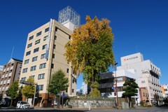 銀杏のある交差点