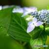 あじさいの季節