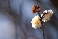 残寒に咲く