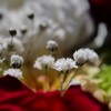 楚々とした花