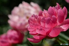 五月の芍薬