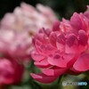 五月の芍薬