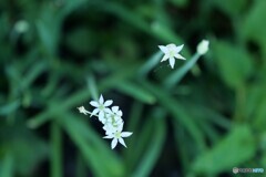 にらの花