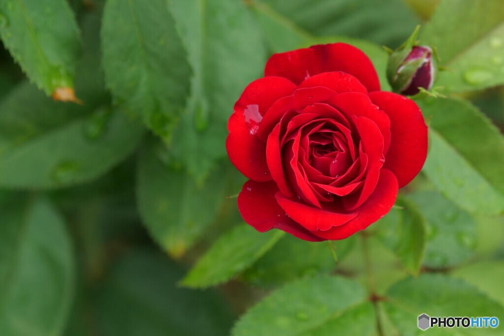 The Rose