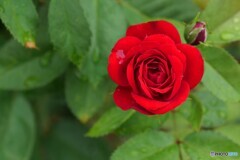 The Rose