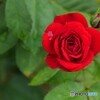 The Rose