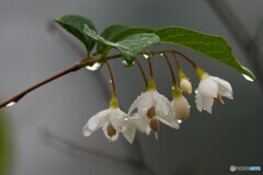 １１月の雨