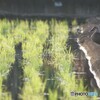高齢化の余波