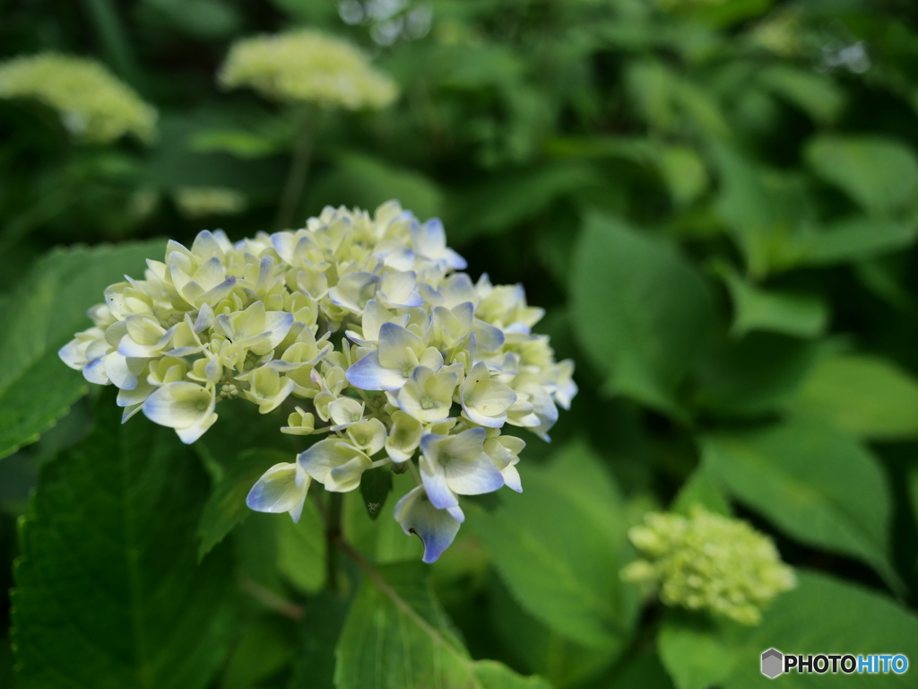紫陽花の季節