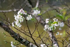 桜の季節
