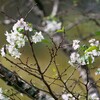 桜の季節