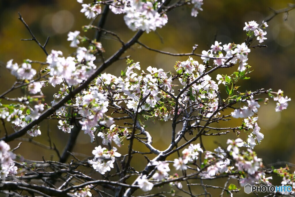 秋彼岸の桜