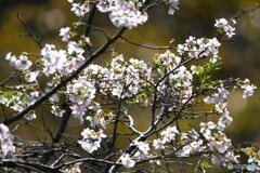 秋彼岸の桜