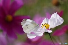 白い蝶と白い花