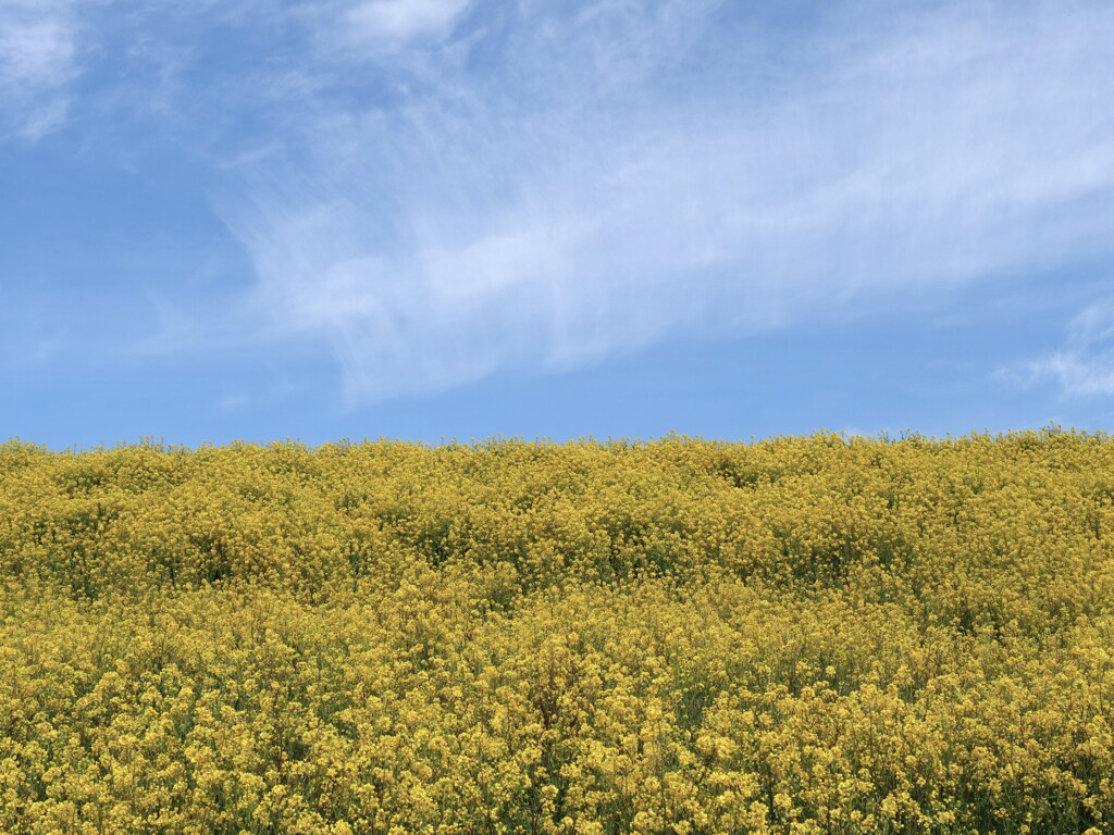 青い空と黄色い菜の花