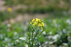 菜の花への来訪者