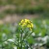 菜の花への来訪者