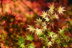 紅葉（もみじ）