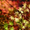 紅葉（もみじ）